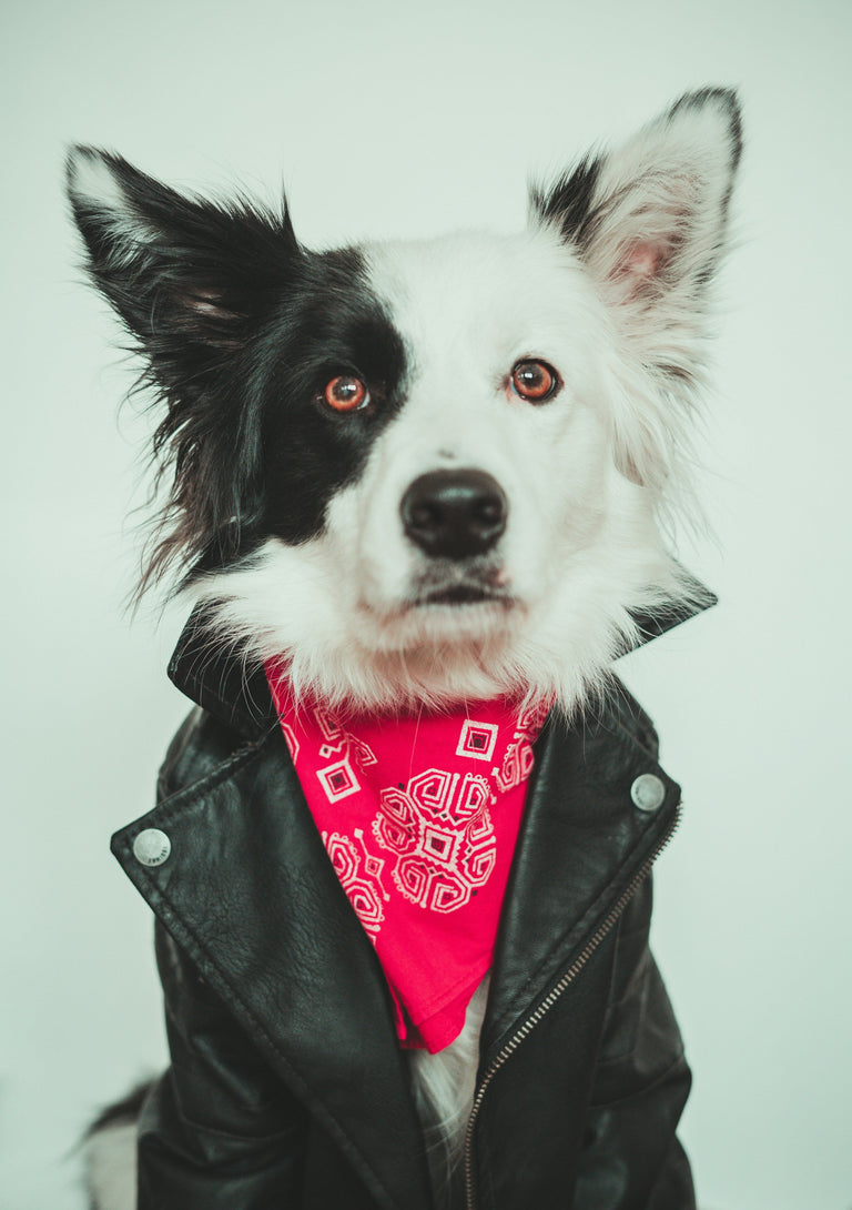 PET CLOTHING $ ACCESSORIES- Stylish & Comfortable