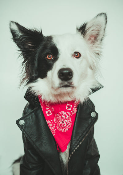PET CLOTHING & ACCESSORIES- Stylish & Comfortable