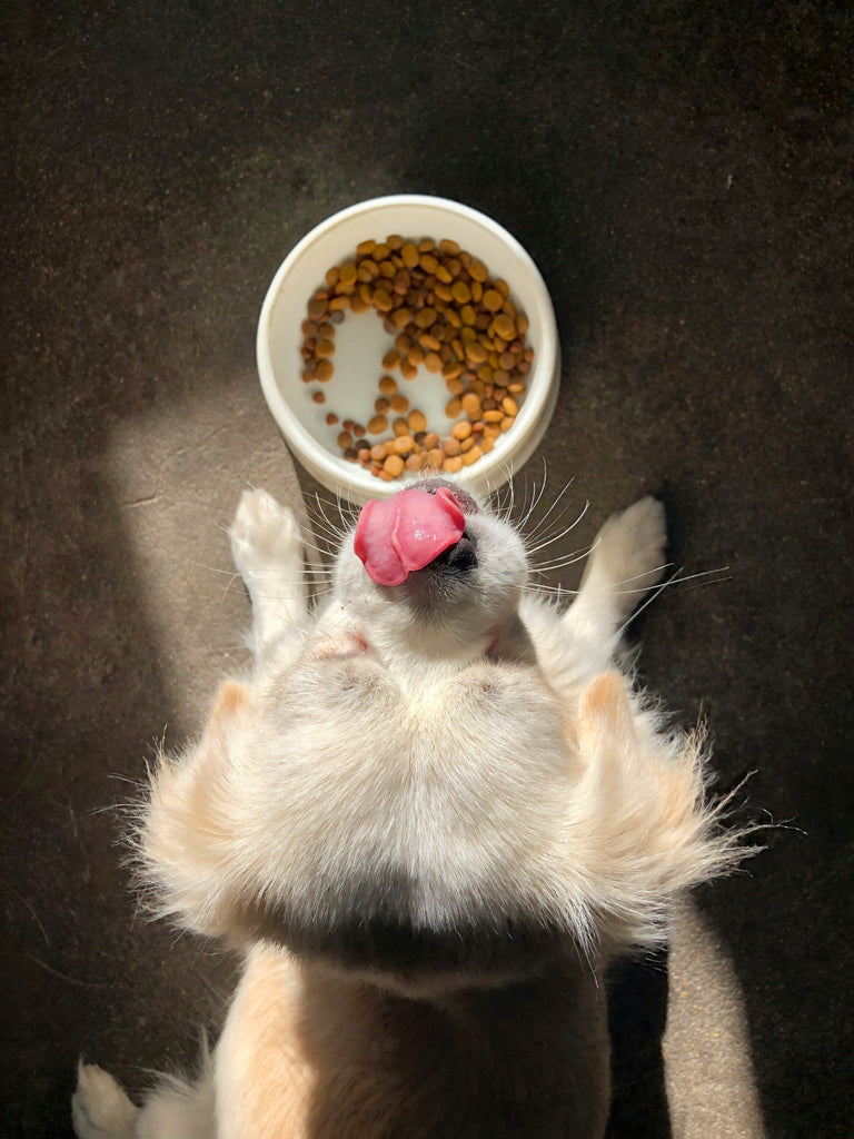 PET FOOD & TREATS- GRAIN-FREE & HEALTHY