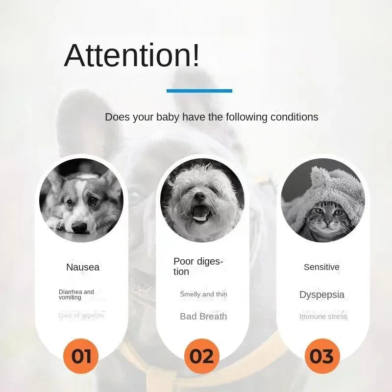 Pet probiotics regulate stomach