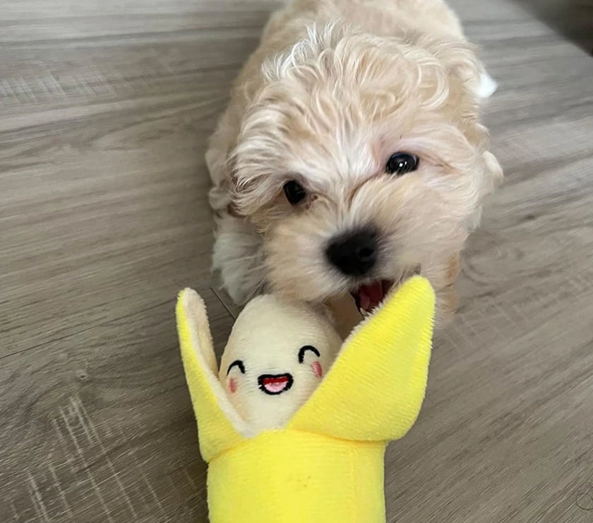 7-piece set of puppy sound toys